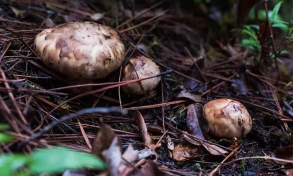 如何種植食用菌？
