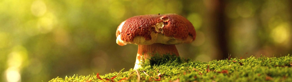 臨沂信邦生物科技有限公司